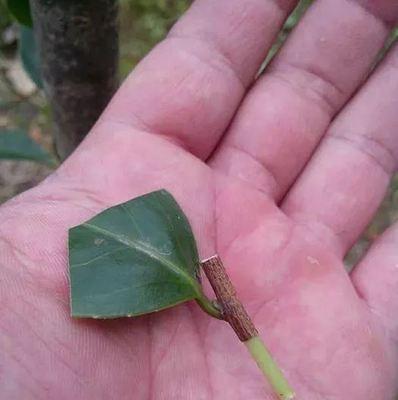 茶花嫁接的最佳时间是什么时候？如何提高成活率？