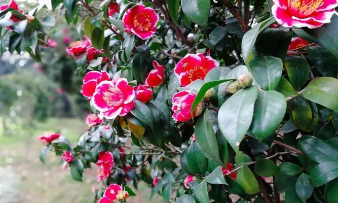 茶花是两性花吗？如何区分茶花的性别特征？