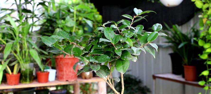 茶花夏天多久浇一次水？如何正确浇水以保证生长？