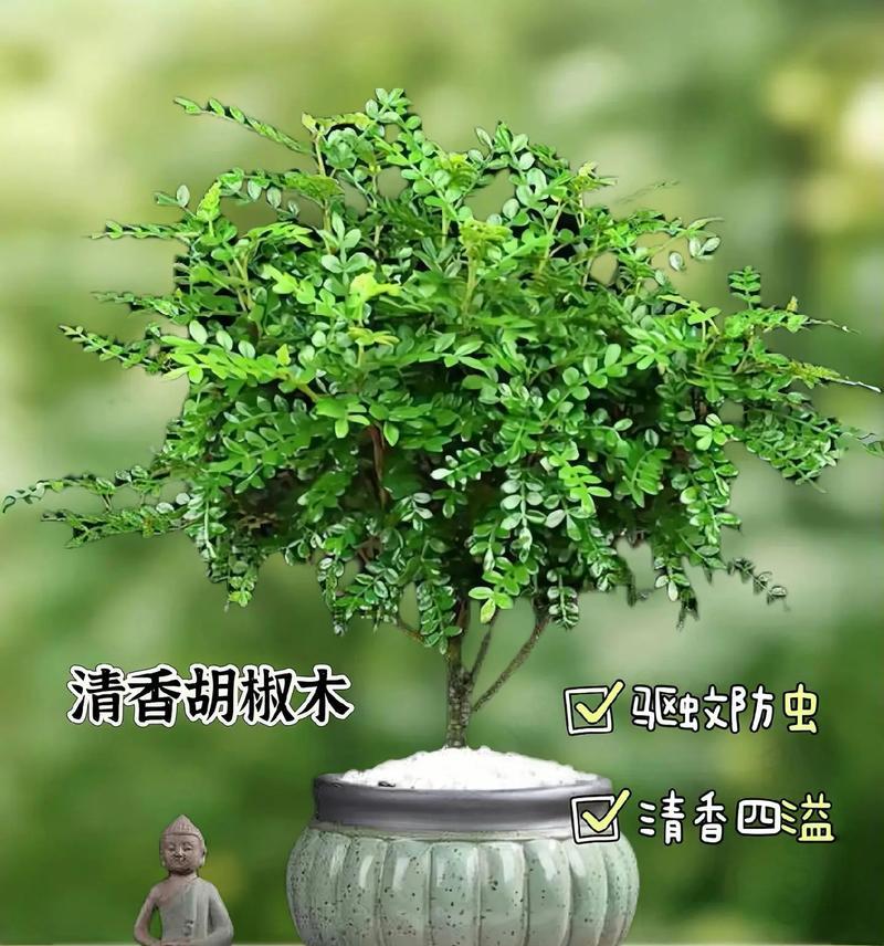 家里适合种植哪些防蚊虫植物？