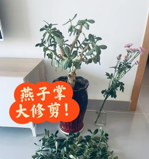 花盆中的红枣树可以修剪吗？修剪方法是什么？