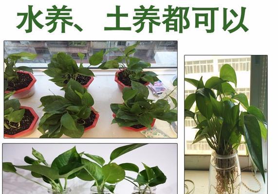 水培植物根部长绿毛是正常现象吗？