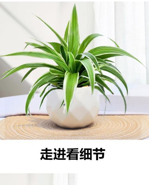 水培植物根部长绿毛是正常现象吗？