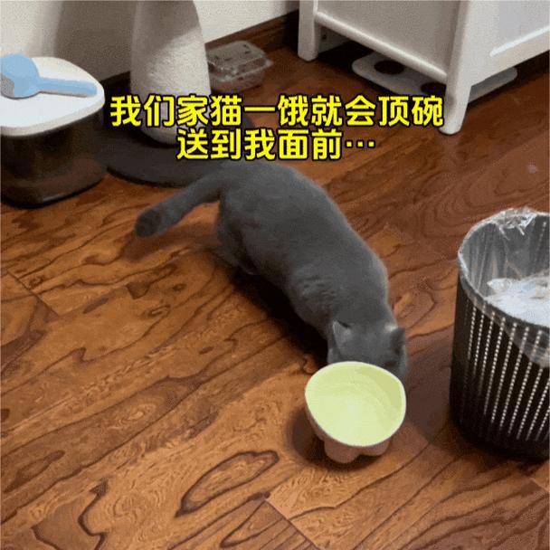 猫为何总在花盆里拉屎？