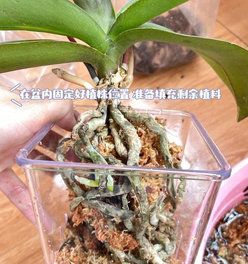 兰花换盆后根太多？如何管理新长出的根？