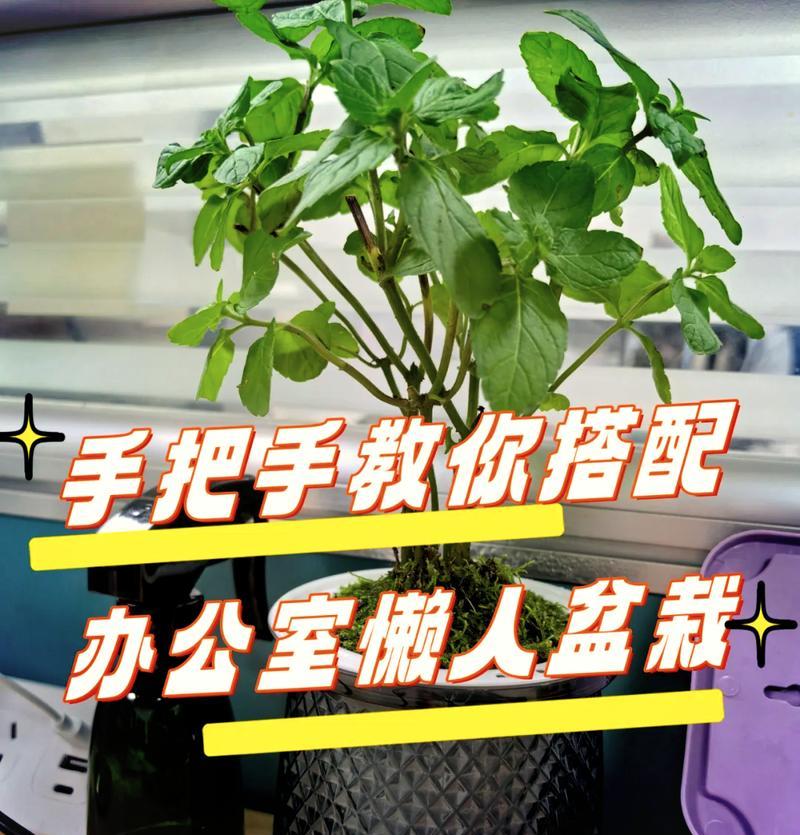 水培花盆带土有什么好处？如何正确使用？