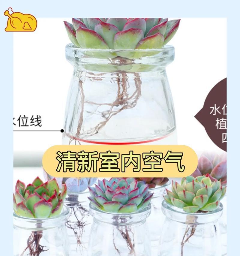 水培花盆带土有什么好处？如何正确使用？