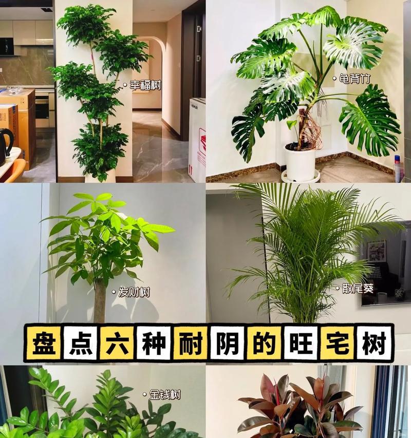 室内耐阴耐水植物有哪些品种？如何根据环境选择？