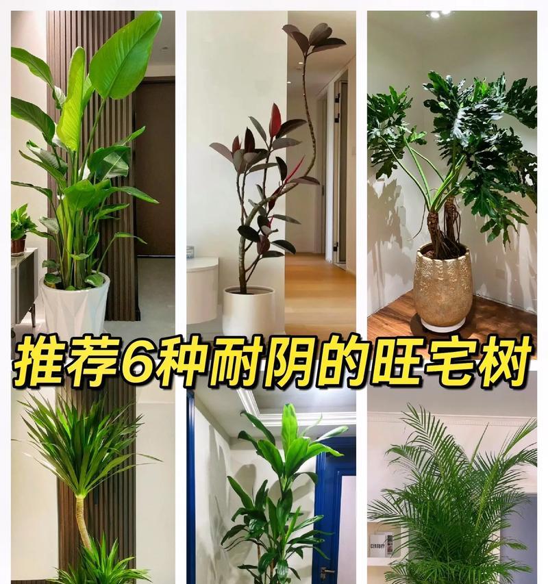 室内耐阴耐水植物有哪些品种？如何根据环境选择？