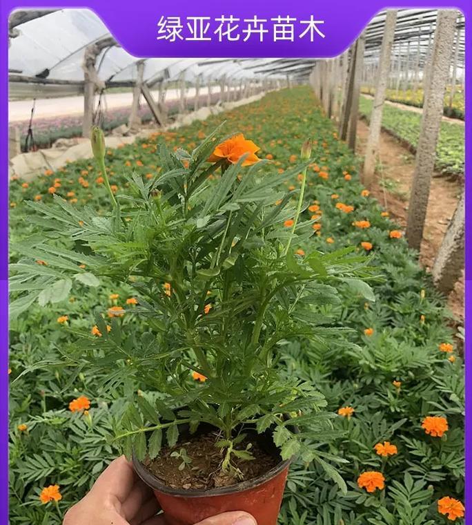 孔雀草室内种植可行吗？需要注意什么？