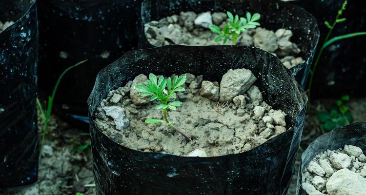 花盆种植西瓜土壤板结如何处理？有哪些方法？