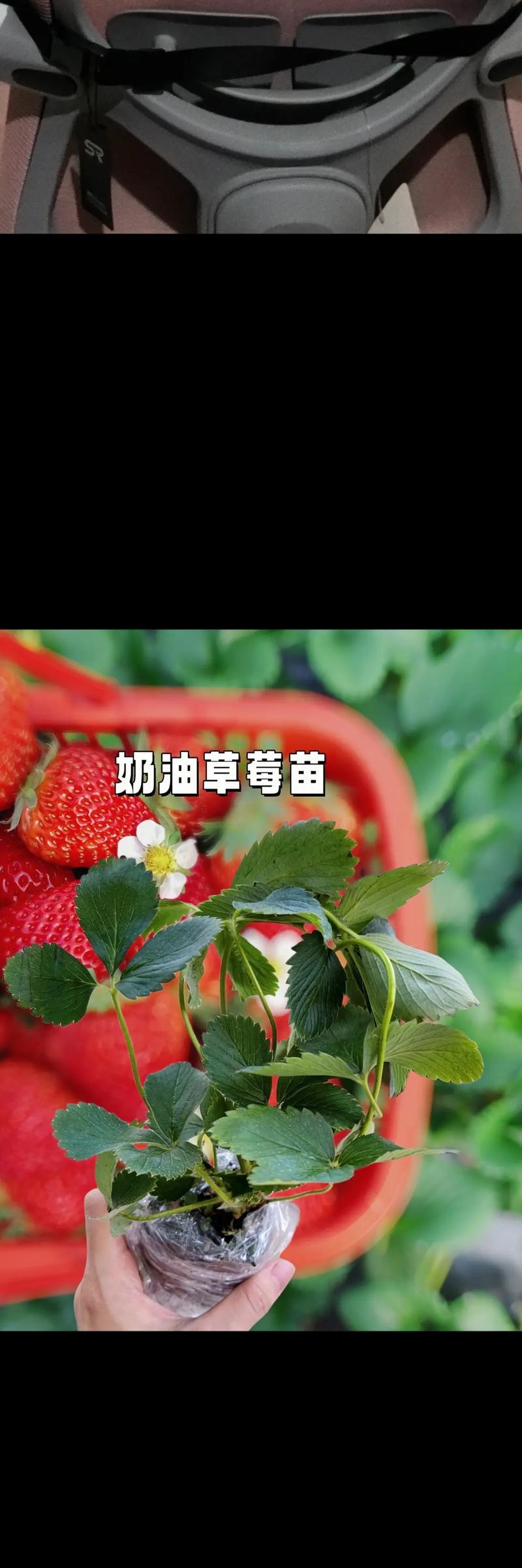 草莓大苗盆栽种植有哪些技巧？如何保证健康生长？