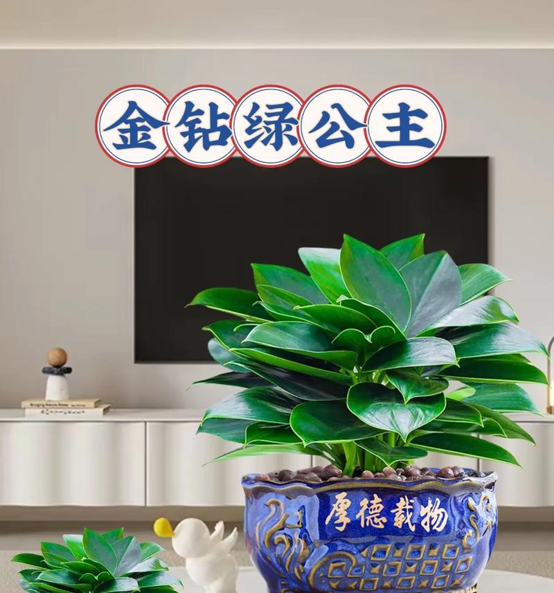 哪些盆栽植物既易养又美观？