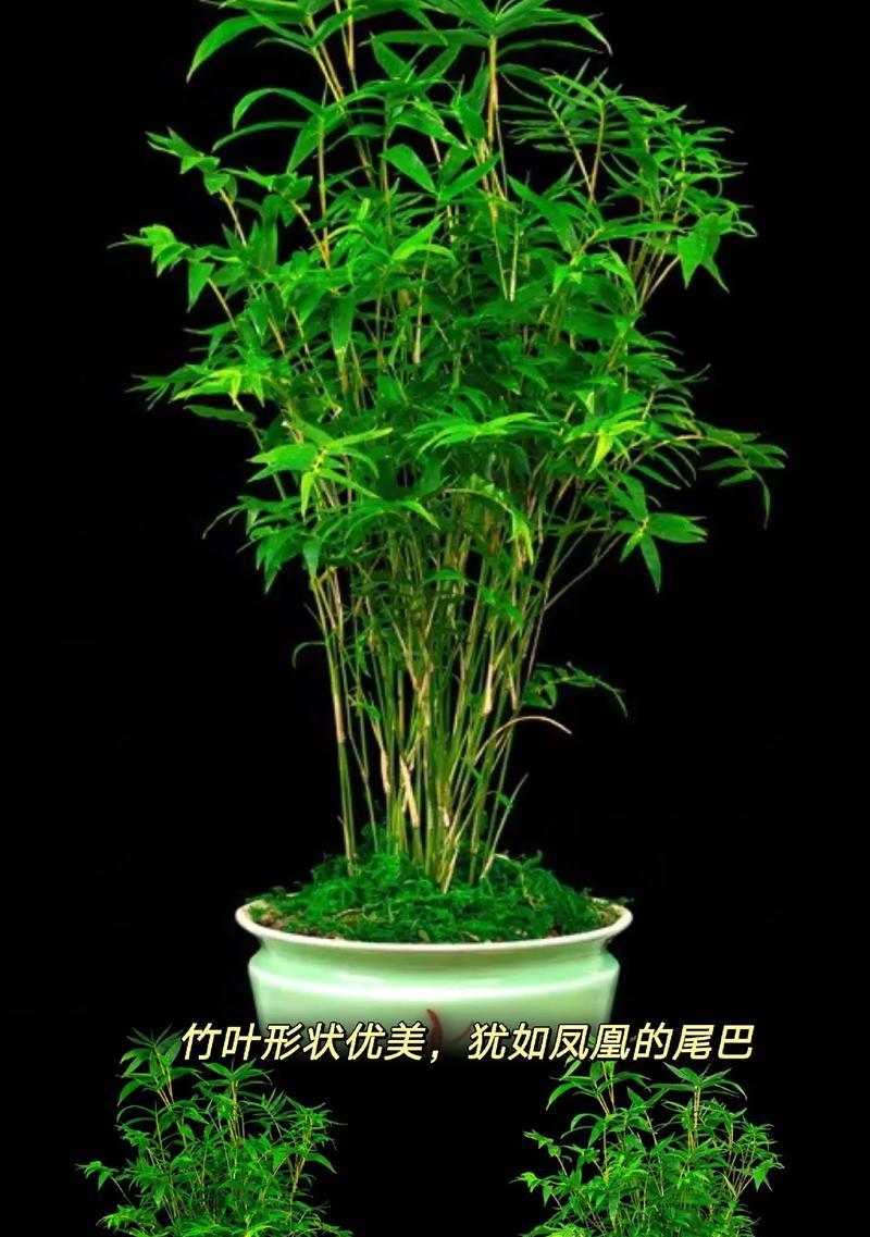 哪些盆栽植物既易养又美观？