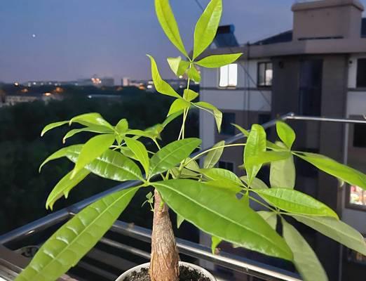 室内养植物选择耐旱好养的有哪些？