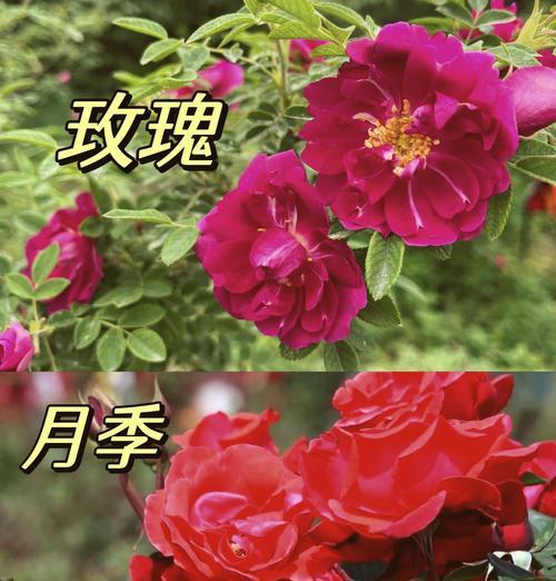 玫瑰花雌蕊的形状和颜色是什么？它们在植物学中有什么意义？