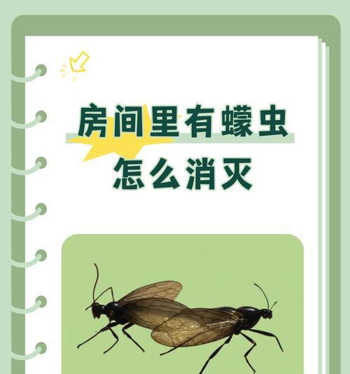 花盆里的蚊子虫卵如何彻底清除？预防措施是什么？