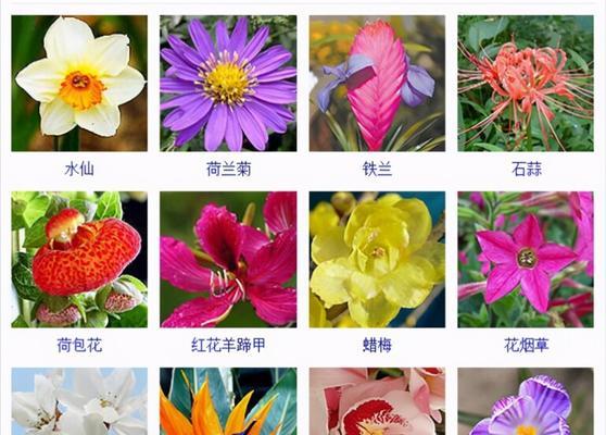 如何判定花草的类型和品种？花草分类有哪些标准？