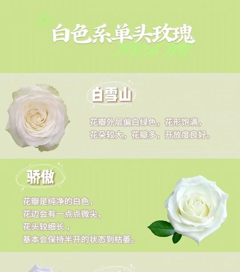 父亲节送花可以送白玫瑰吗？白玫瑰代表什么含义？