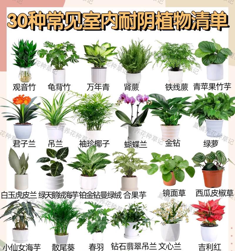 室内耐旱耐阴植物有哪些好的选择？