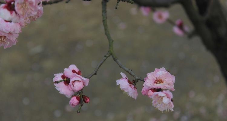 梅花象征哪个生肖？梅花与生肖的关联是什么？