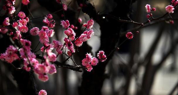 梅花的花语是什么？梅花代表了哪些美好寓意？