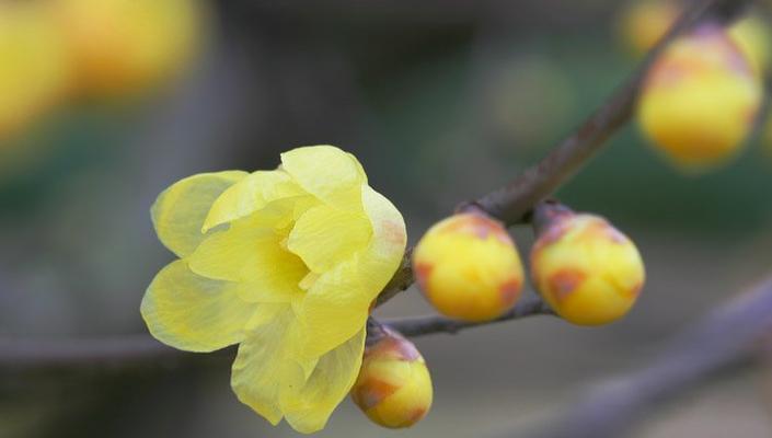 梅花的花语象征是什么？梅花寓意有哪些常见问题解答？