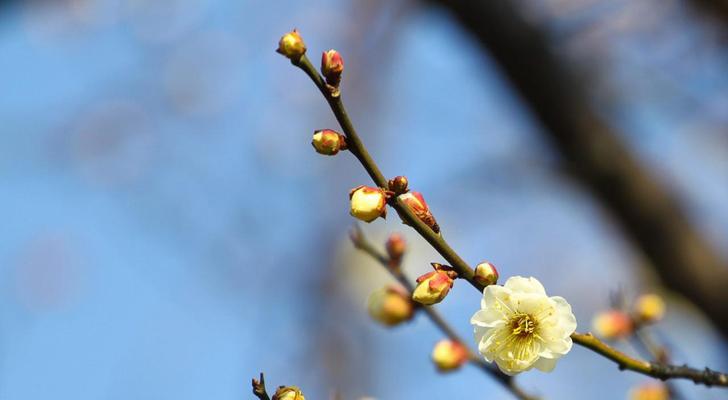 梅花的花语象征是什么？梅花寓意有哪些常见问题解答？