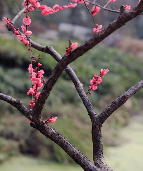 梅花象征着哪些性格特质？梅花代表的人格意义是什么？