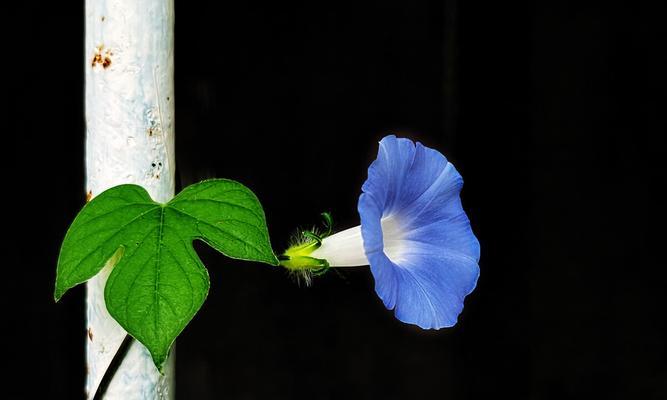 牵牛花代表什么意思？牵牛花的花语和象征意义是什么？