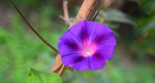 牵牛花的花语是什么？牵牛花寓意象征意义有哪些？