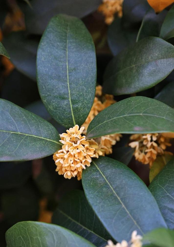 日照市花是桂花吗？桂花象征着什么？