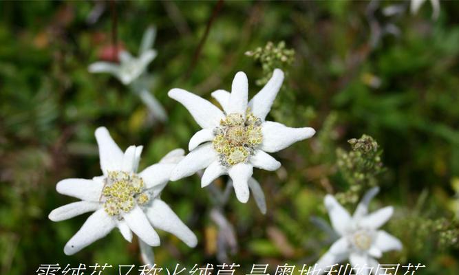 绒花代表什么？绒花的花语和寓意有哪些常见问题？