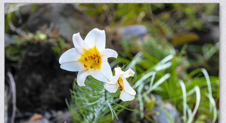 什么花象征孤傲清冷？如何识别和欣赏这些独特花卉？