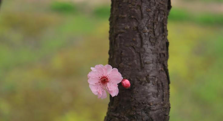 什么花象征孤独和忧郁？这些花卉的含义你知道吗？