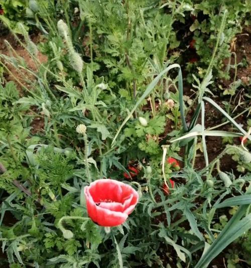 什么花象征孤独和忧郁？这些花卉的含义你知道吗？