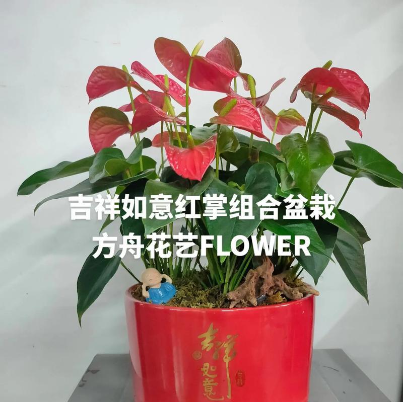 什么花代表吉祥如意？如何选择寓意吉祥的花卉？