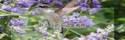 什么花象征救赎？救赎之花的含义是什么？