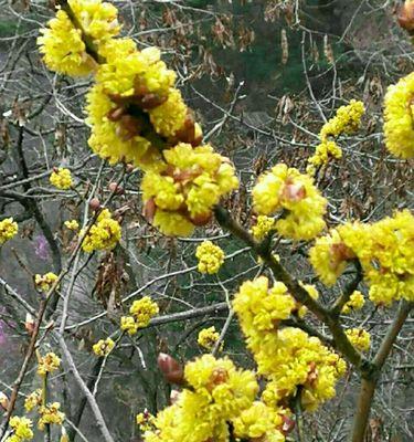 清明节传统花卉有哪些？它们各自代表什么含义？