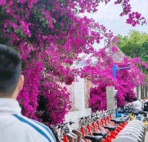 柳州三角梅花墙景点有哪些？完美旅行如何规划？