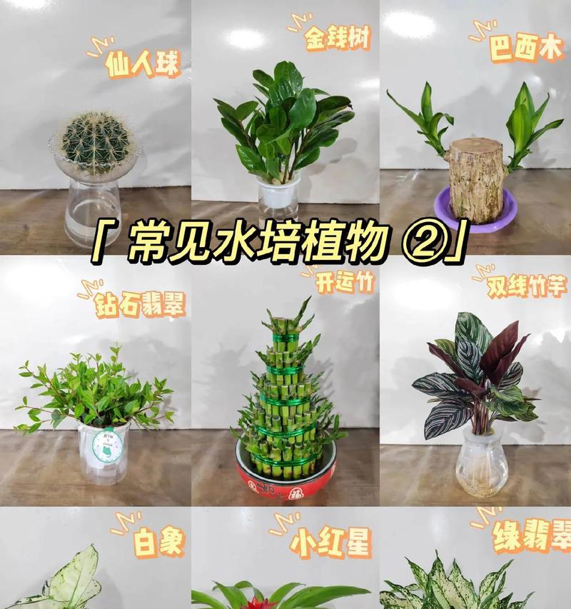 哪些水生植物耐高低温？耐温水生植物的选择方法是什么？