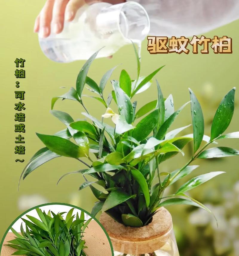 水培植物根部如何生长？有哪些注意事项？