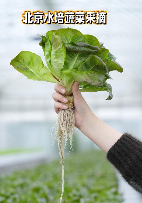 水培植物根部如何生长？有哪些注意事项？