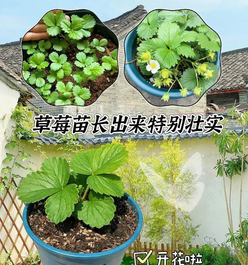 草莓盆栽种植有哪些技巧？如何确保高产和品质？