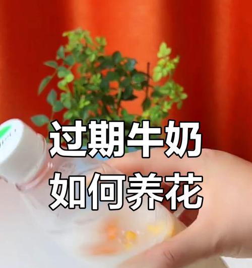 牛奶水养花的注意事项有哪些？