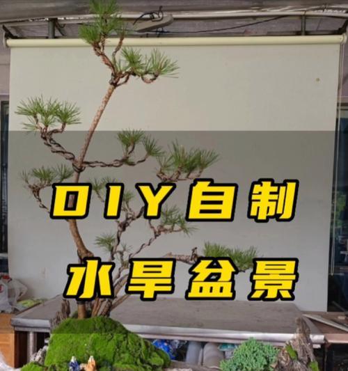 室外植物盆栽中哪些耐旱涝？管理这些植物的方法是什么？