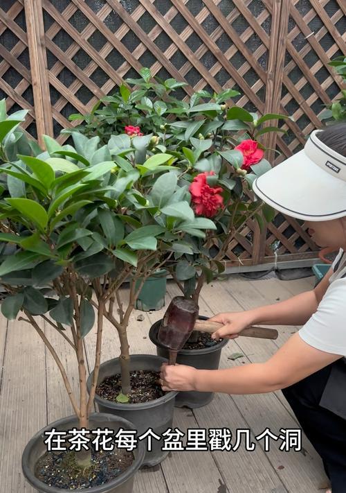 花盆底部洞堵法？哪种材料效果最佳？