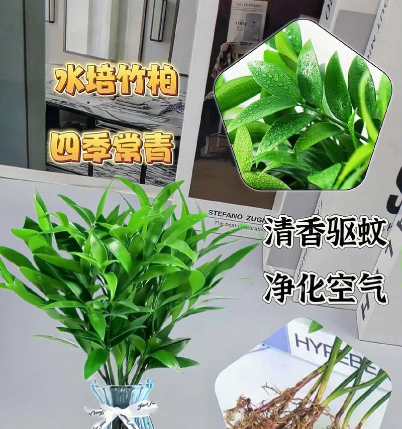 家庭防蚊植物有哪些？如何选择适合家里的防蚊植物？