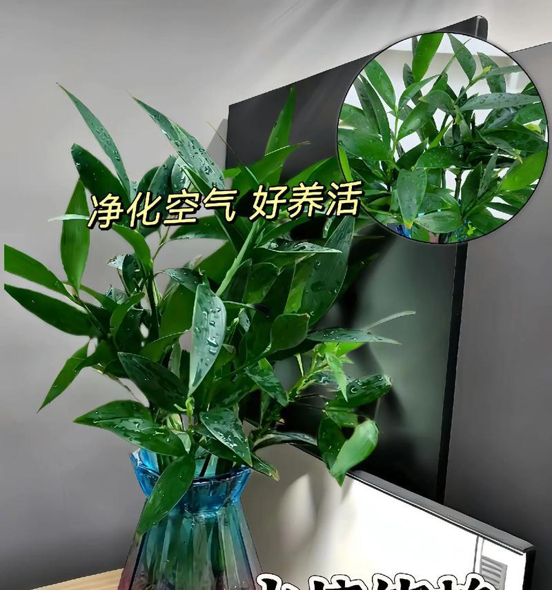 家庭防蚊植物有哪些？如何选择适合家里的防蚊植物？