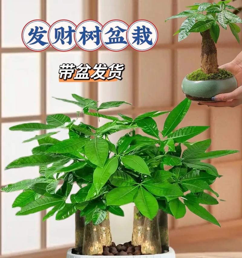 盆栽摇钱树的种植方法是什么？摇钱树盆栽如何养护？